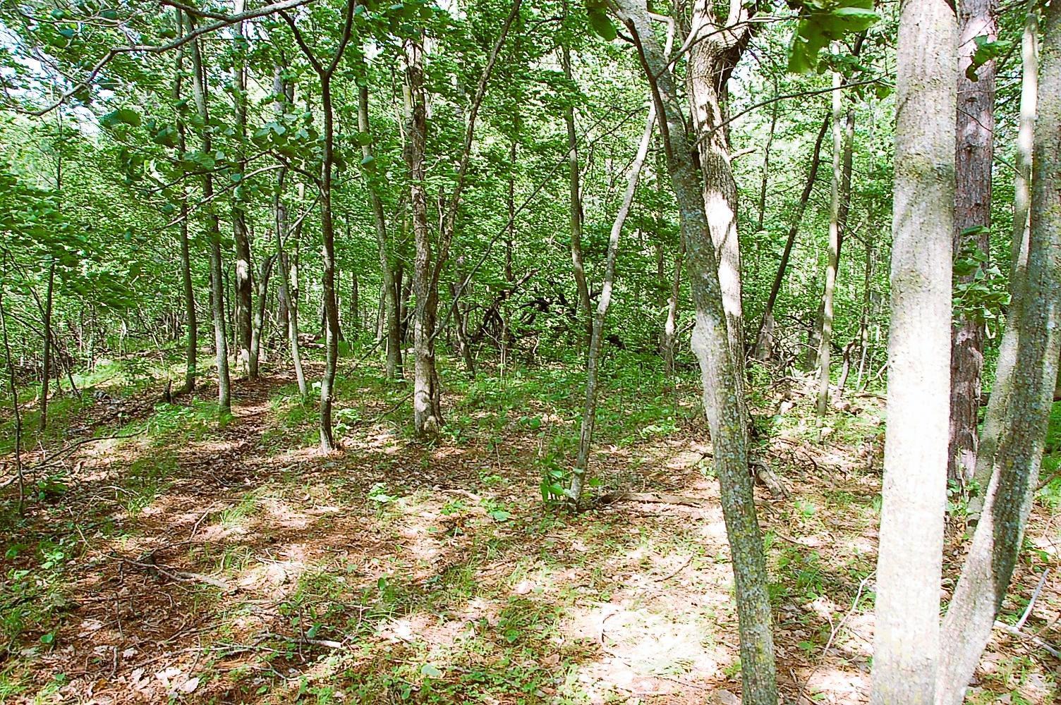 TBD Rognaldson Road, Brainerd, Minnesota image 5