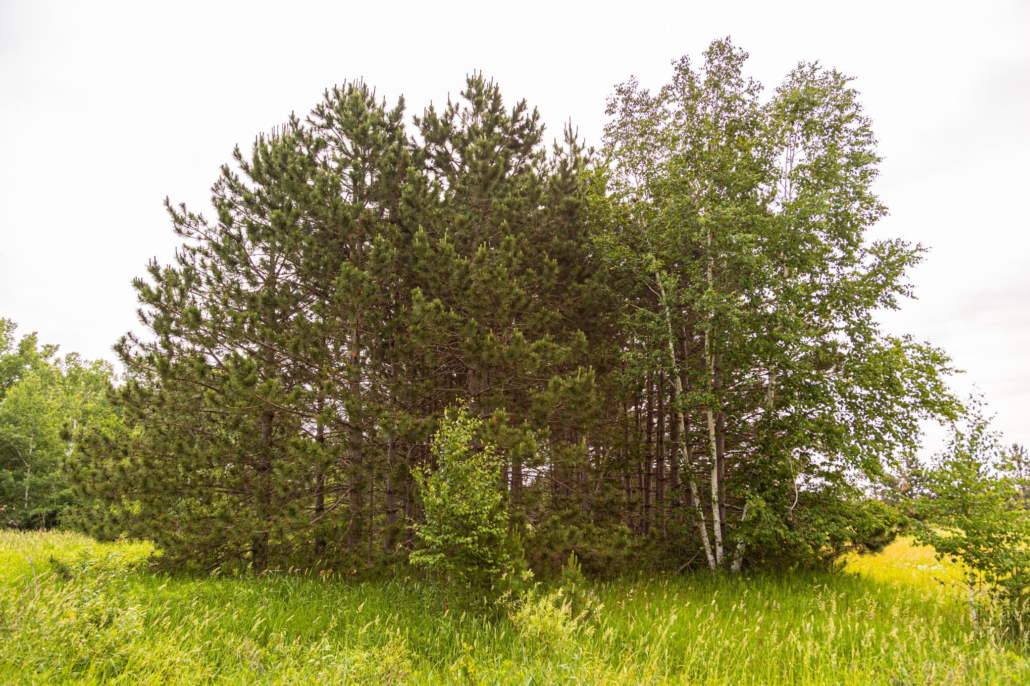 Block 1 Lot 2 Mid-river Estates, Pine City, Minnesota image 4