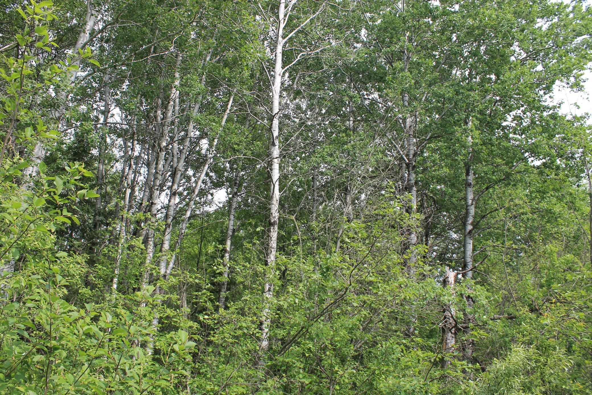 TBD Feeley 3, Warba, Minnesota image 6