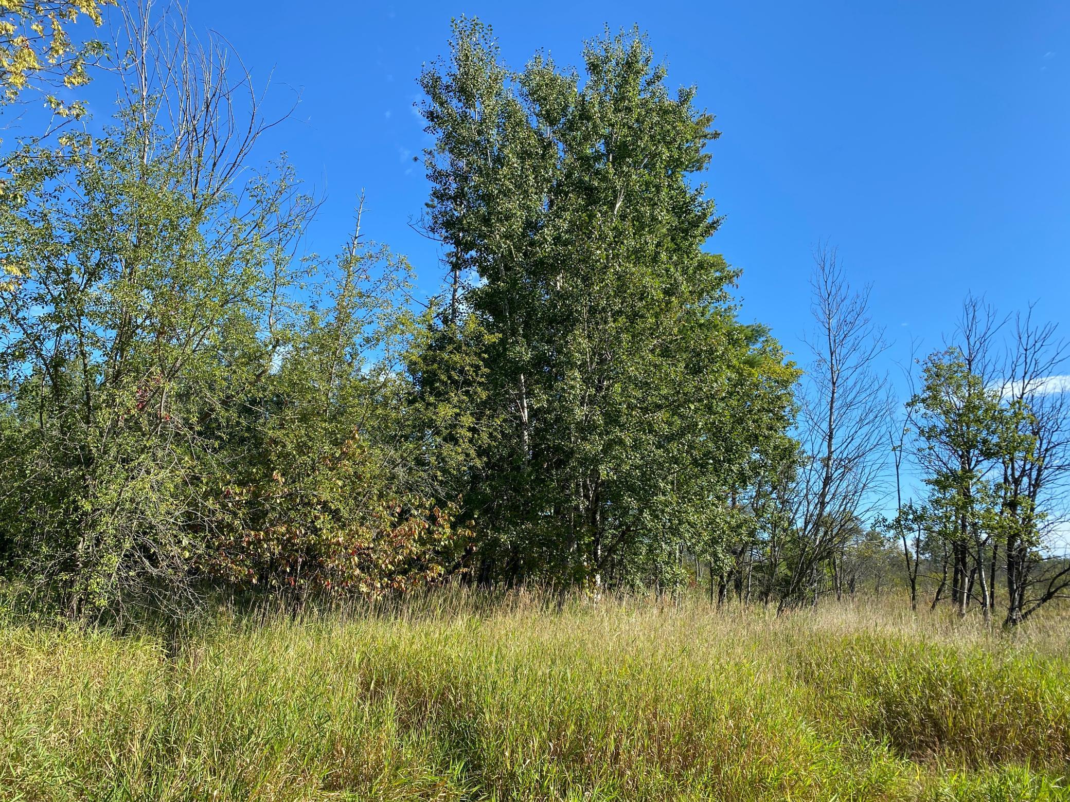 3 Acres 7th Street, Weyerhaeuser, Wisconsin image 4