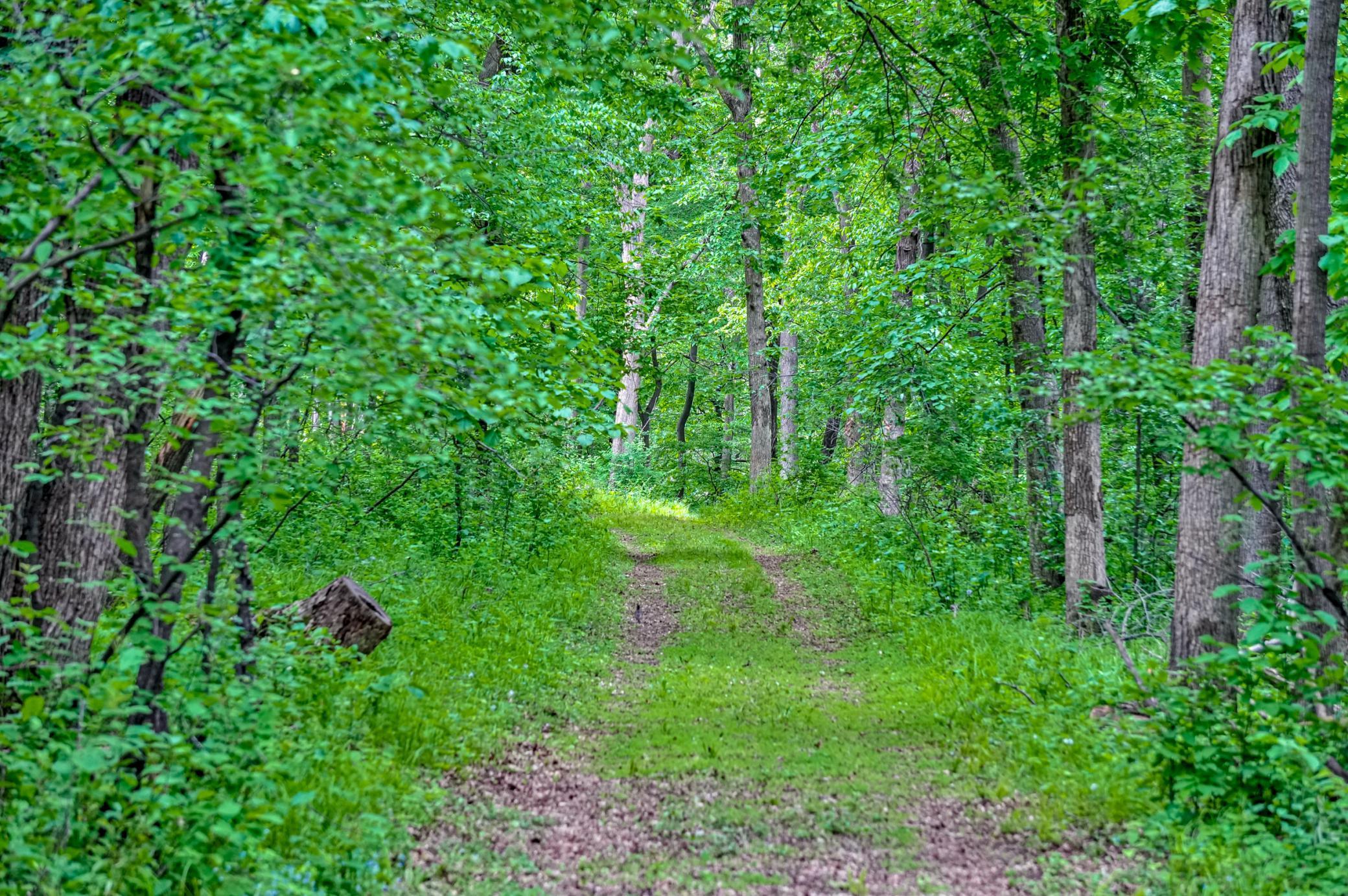 TBD Grey Cloud Trail, Cottage Grove, Minnesota image 8