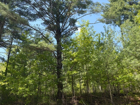 Vacant Land For Sale - XXXXX Eagle Drive<br/> Danbury, WI 54830