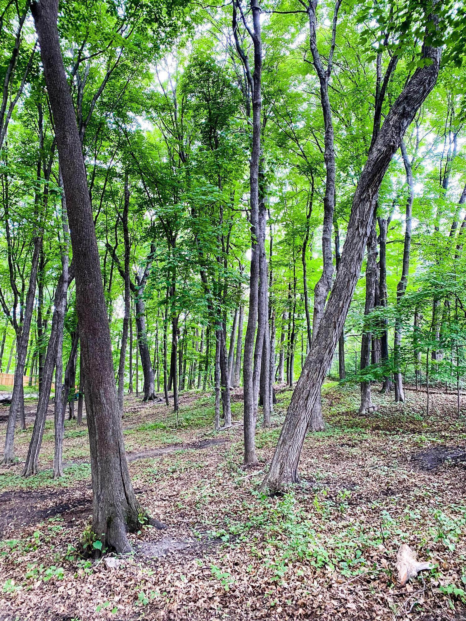 254 Bushaway Road, Wayzata, Minnesota image 47