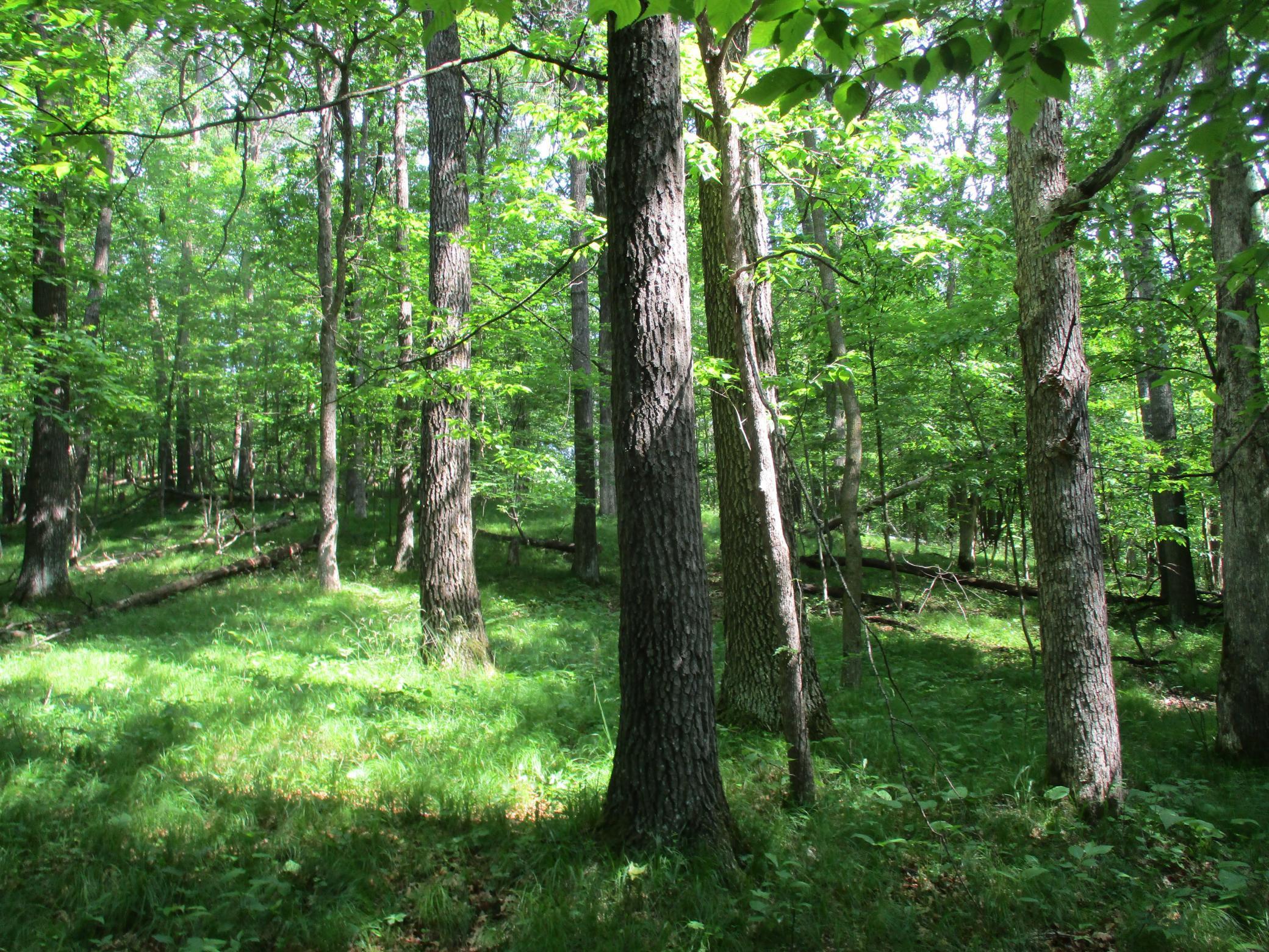 XXX 160th Ave, Saint Croix Falls, Wisconsin image 2