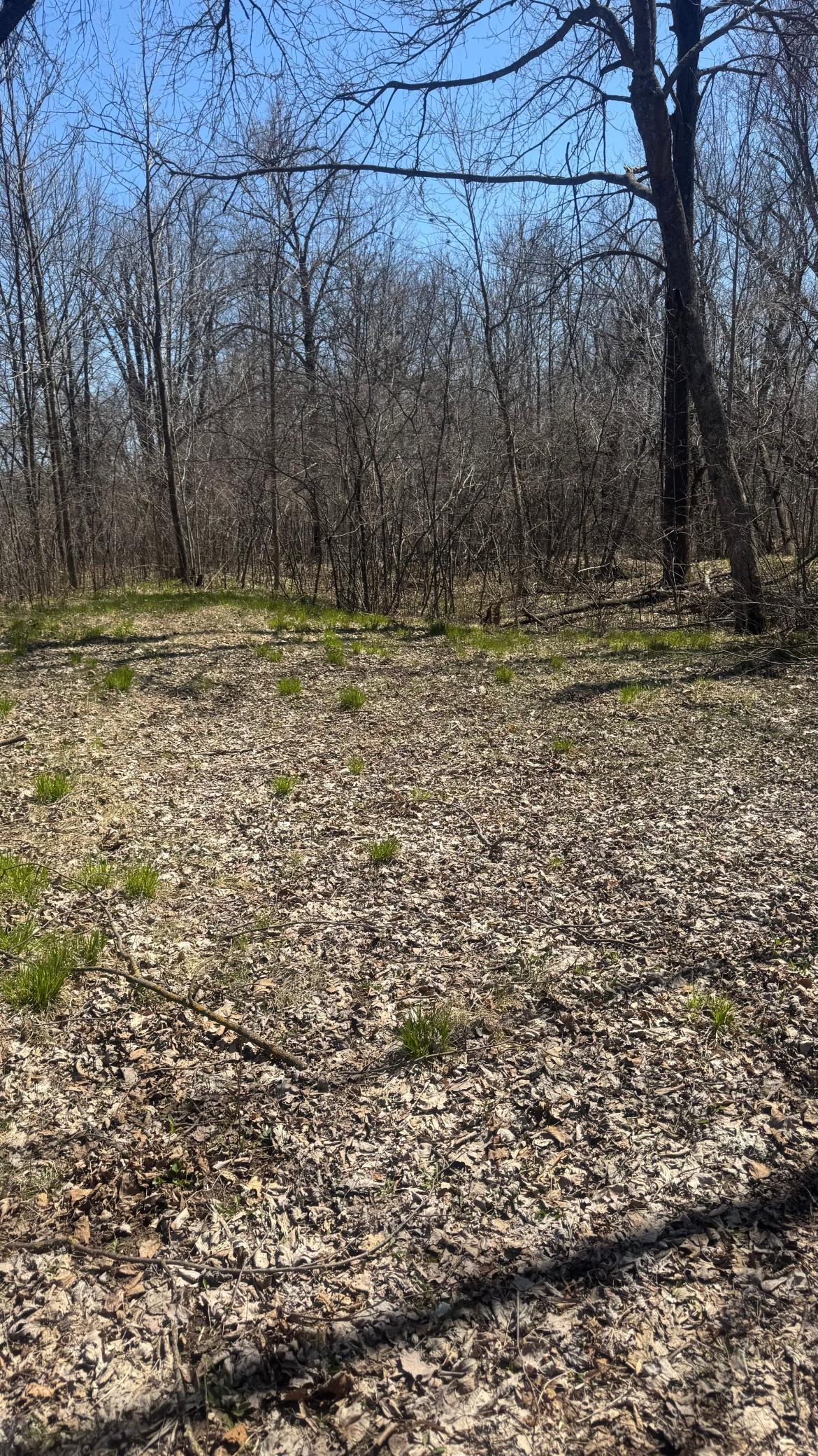 15XXX Lofty Pines Road, Pine City, Minnesota image 18
