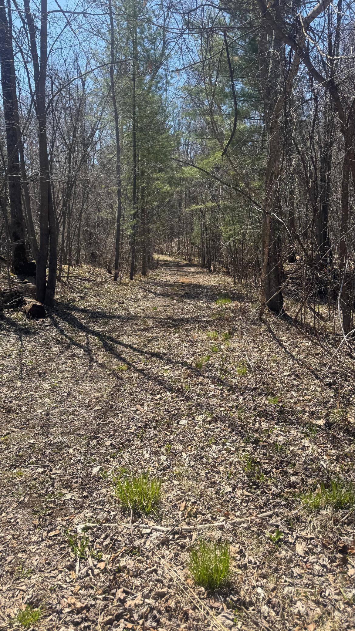15XXX Lofty Pines Road, Pine City, Minnesota image 19
