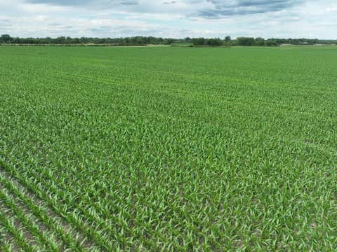 Vacant Land For Sale - 1150 120th Avenue<br/> Swift County, Milan, MN 56262