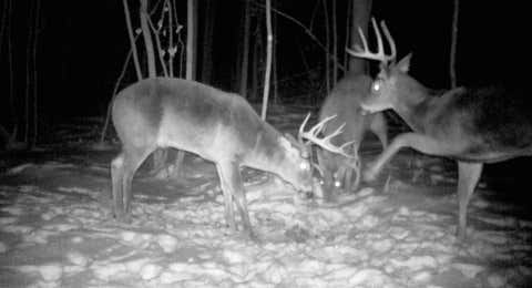 Vacant Land For Sale - TBD Bear Road<br/> Morrison County, Cushing, MN 56443