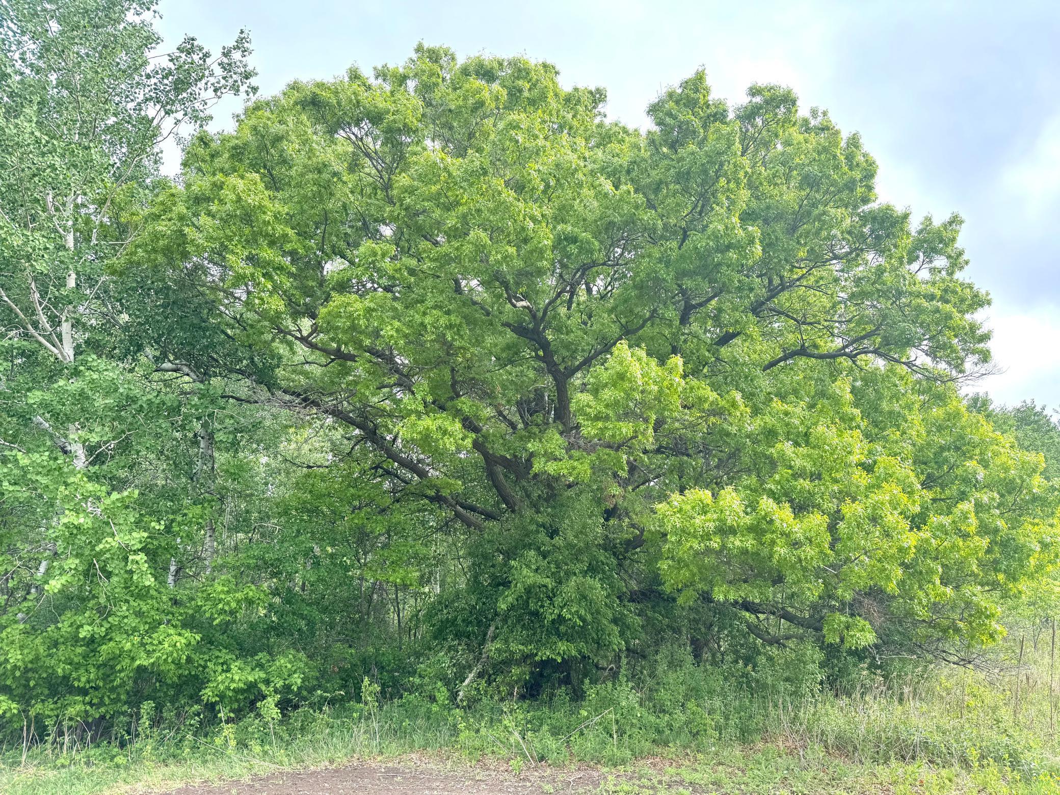 Parcel A 26+/- AC 470th Street, Harris, Minnesota image 17