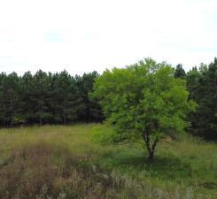 TBD County Highway 54, New York Mills, Minnesota image 7