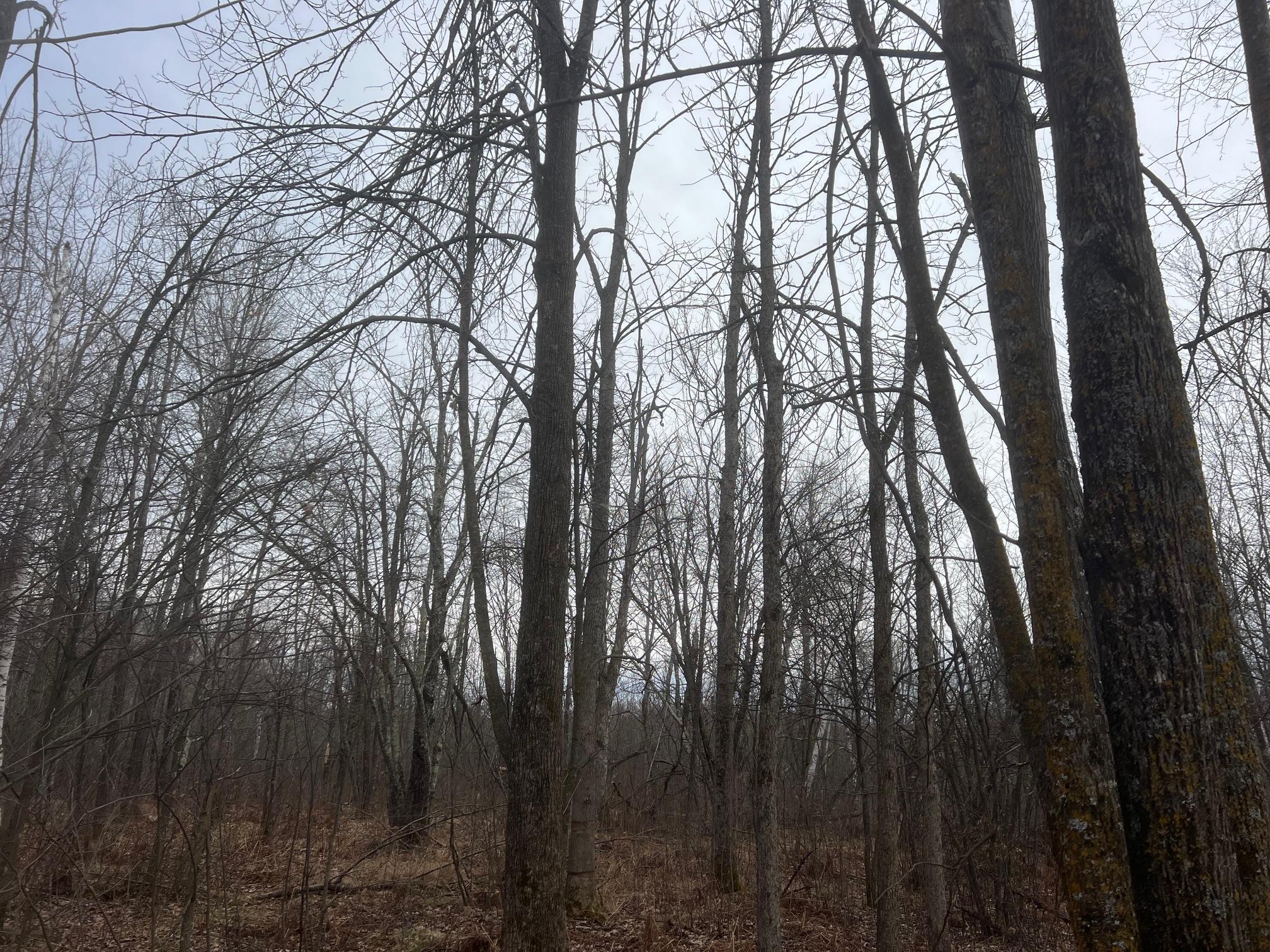 64602 Fleming Road, Bruno, Minnesota image 23