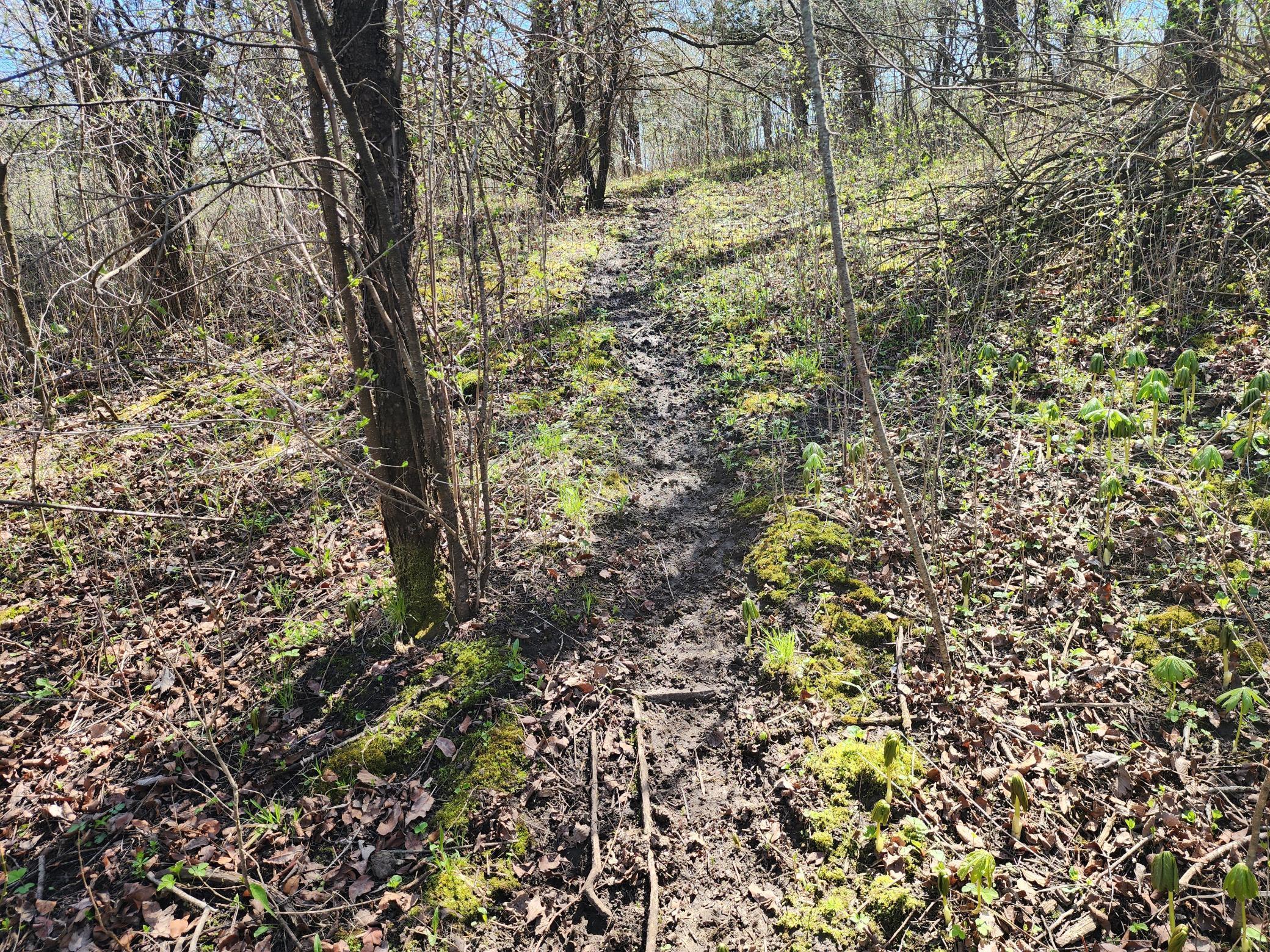 TBD 375th Avenue, Zumbro Falls, Minnesota image 33