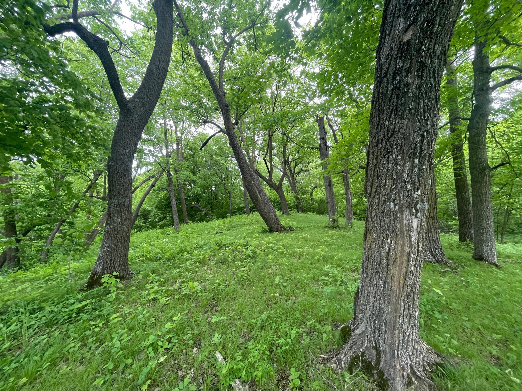 15988 Solitude Court, Evansville, Minnesota image 6