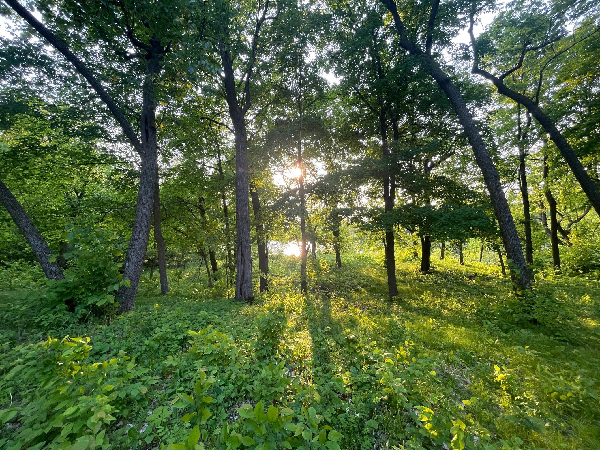 15988 Solitude Court, Evansville, Minnesota image 2