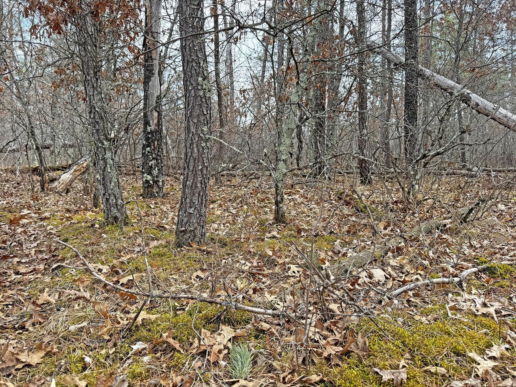 XXX Lot 20 Middle Road, Minong, Wisconsin image 21
