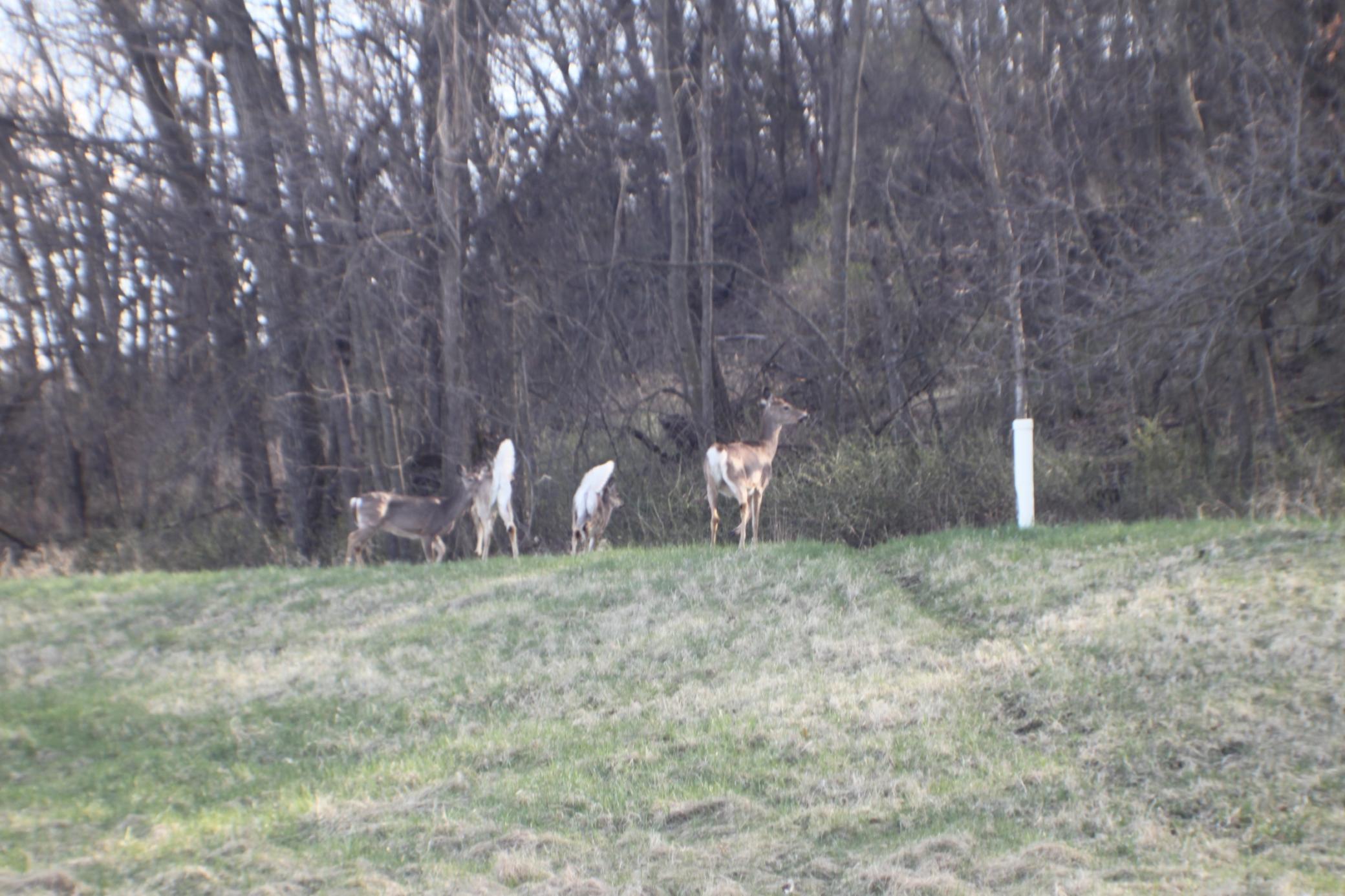 XxxxC Kings Park Road, Oronoco, Minnesota image 7