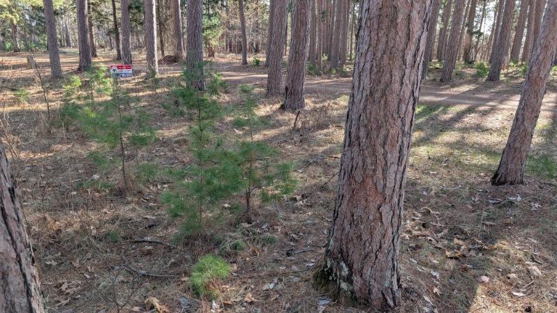 3823 County Road 17, Pequot Lakes, Minnesota image 1