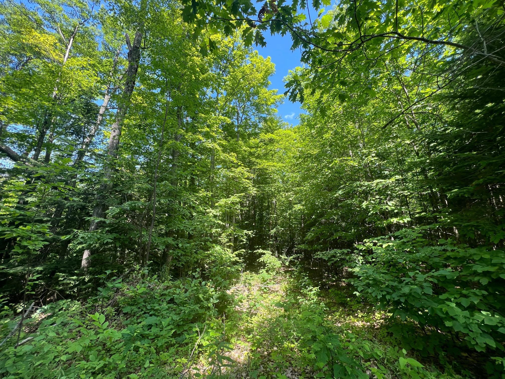 TBD Highway 2, Maple, Wisconsin image 6