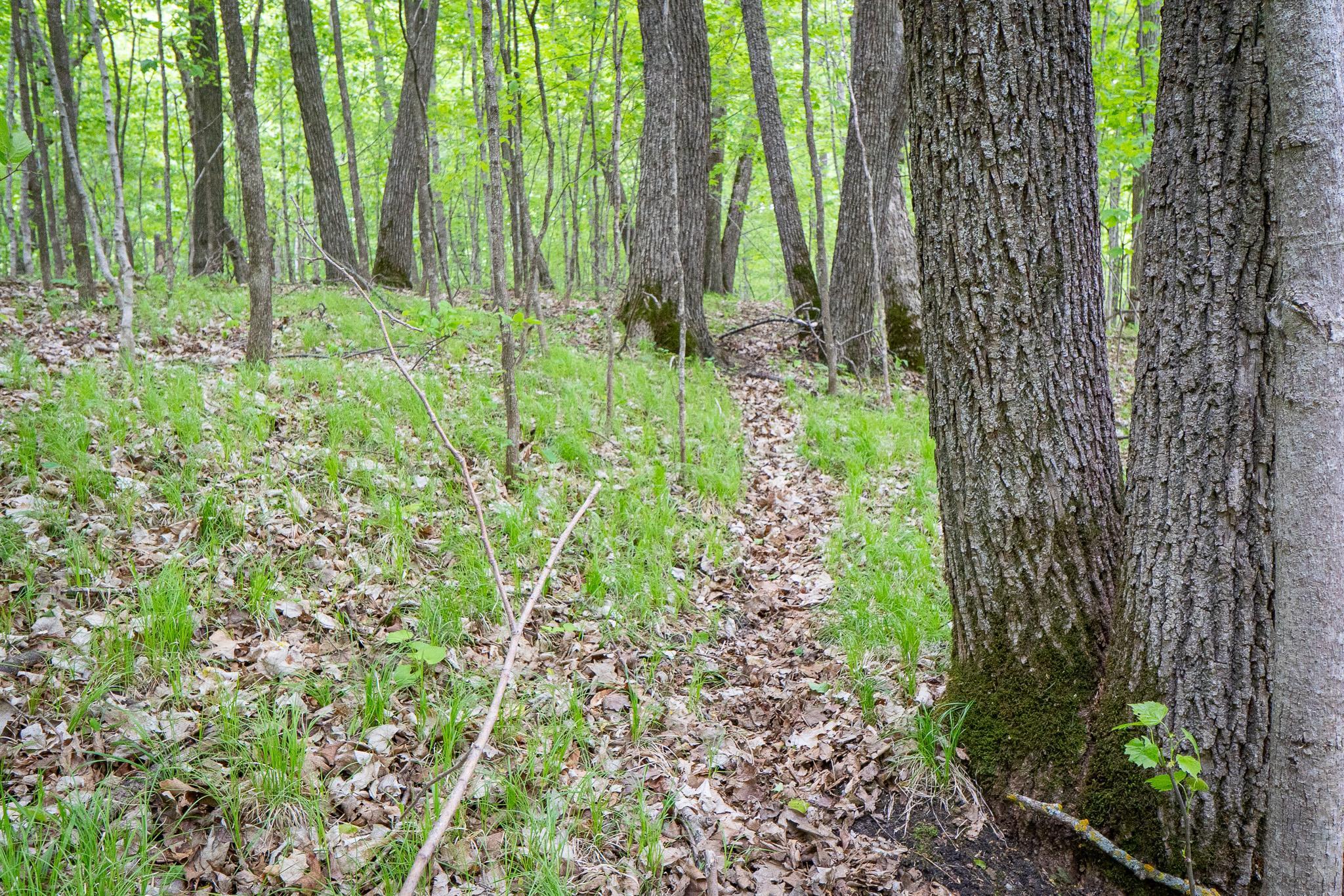 (LOT E) TBD NE Rock Lake Road, Rochert, Minnesota image 13