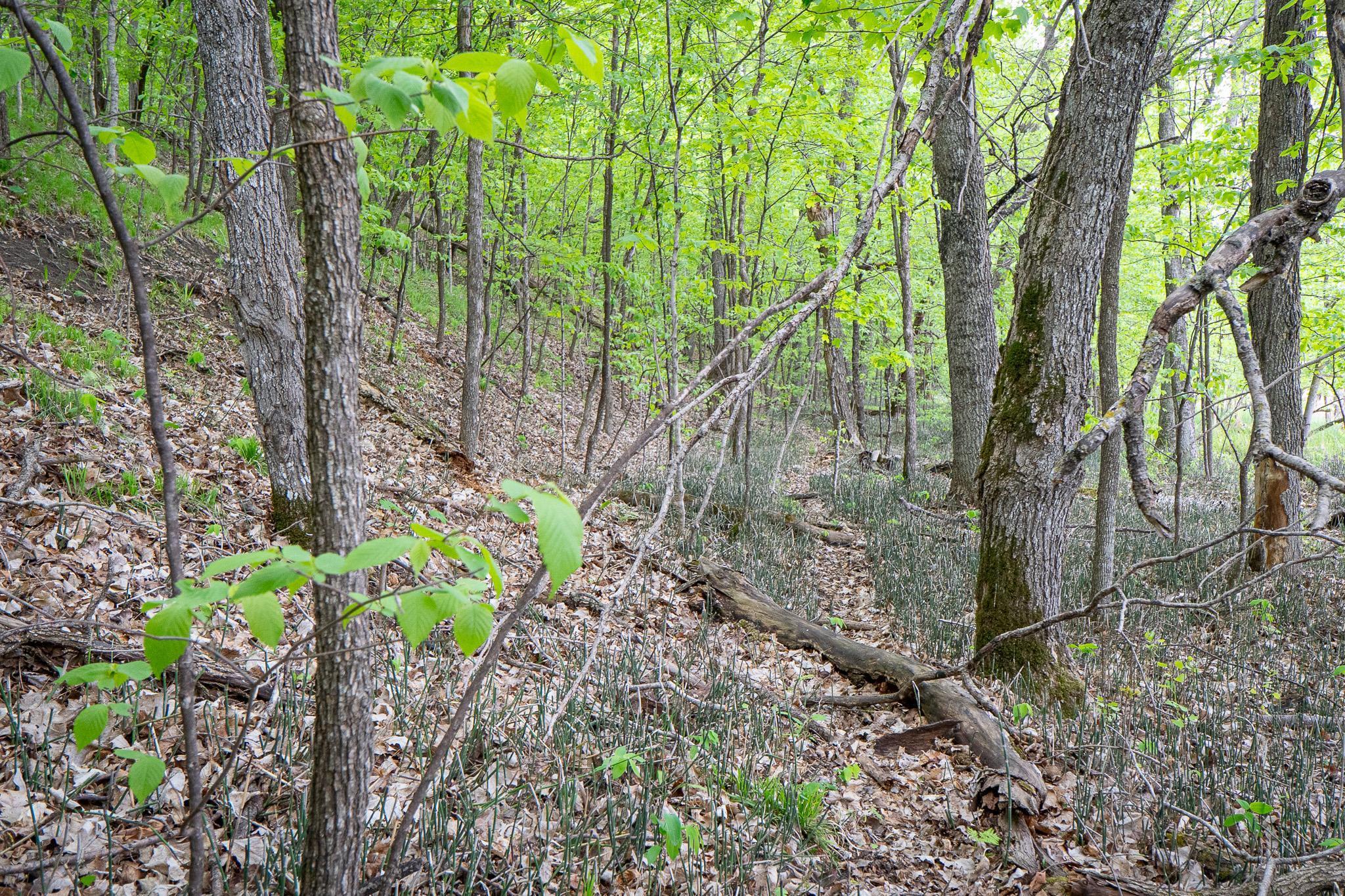 (LOT E) TBD NE Rock Lake Road, Rochert, Minnesota image 15