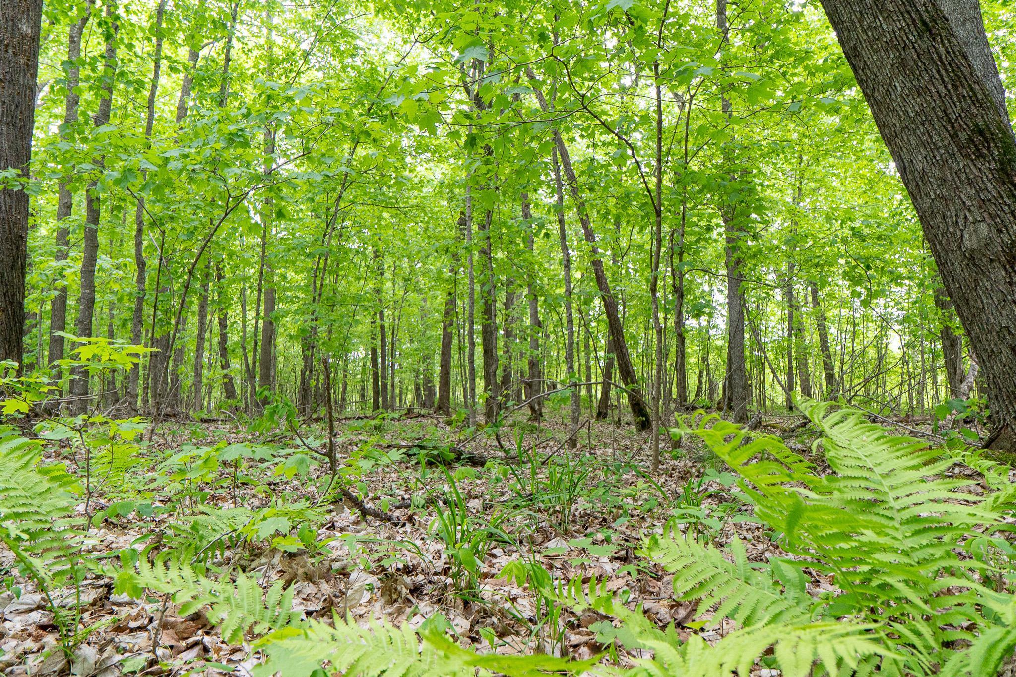 (LOT E) TBD NE Rock Lake Road, Rochert, Minnesota image 25