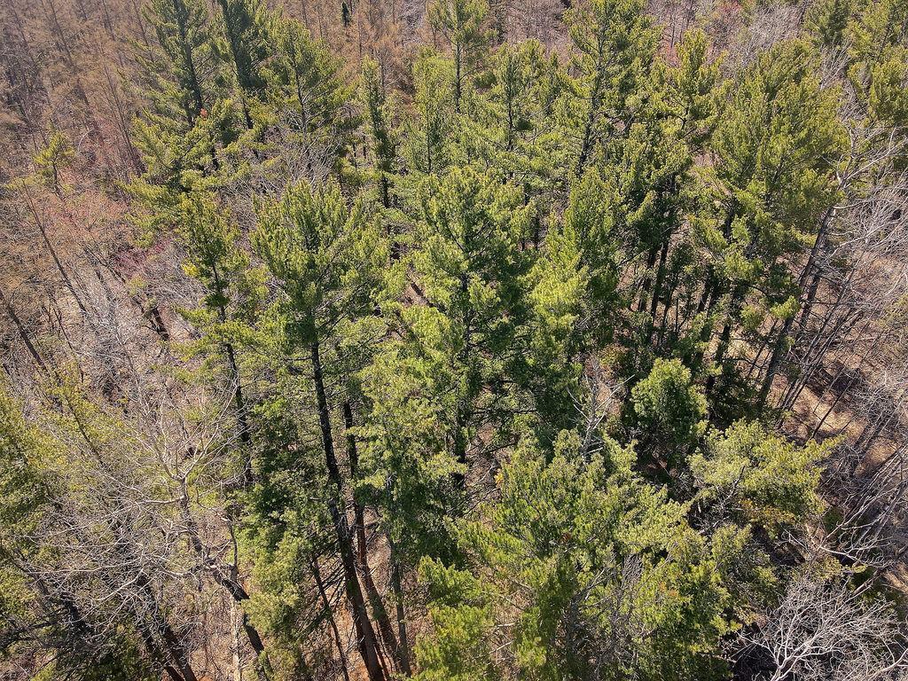 Xx Larson Road, Esko, Minnesota image 9