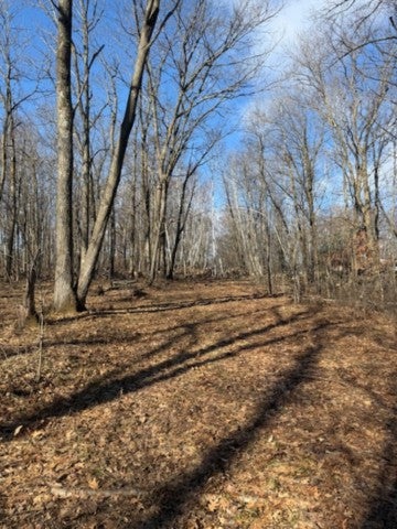 Vacant Land For Sale - TBD Woodchuck Trail<br/> Morrison County, Cushing, MN 56443