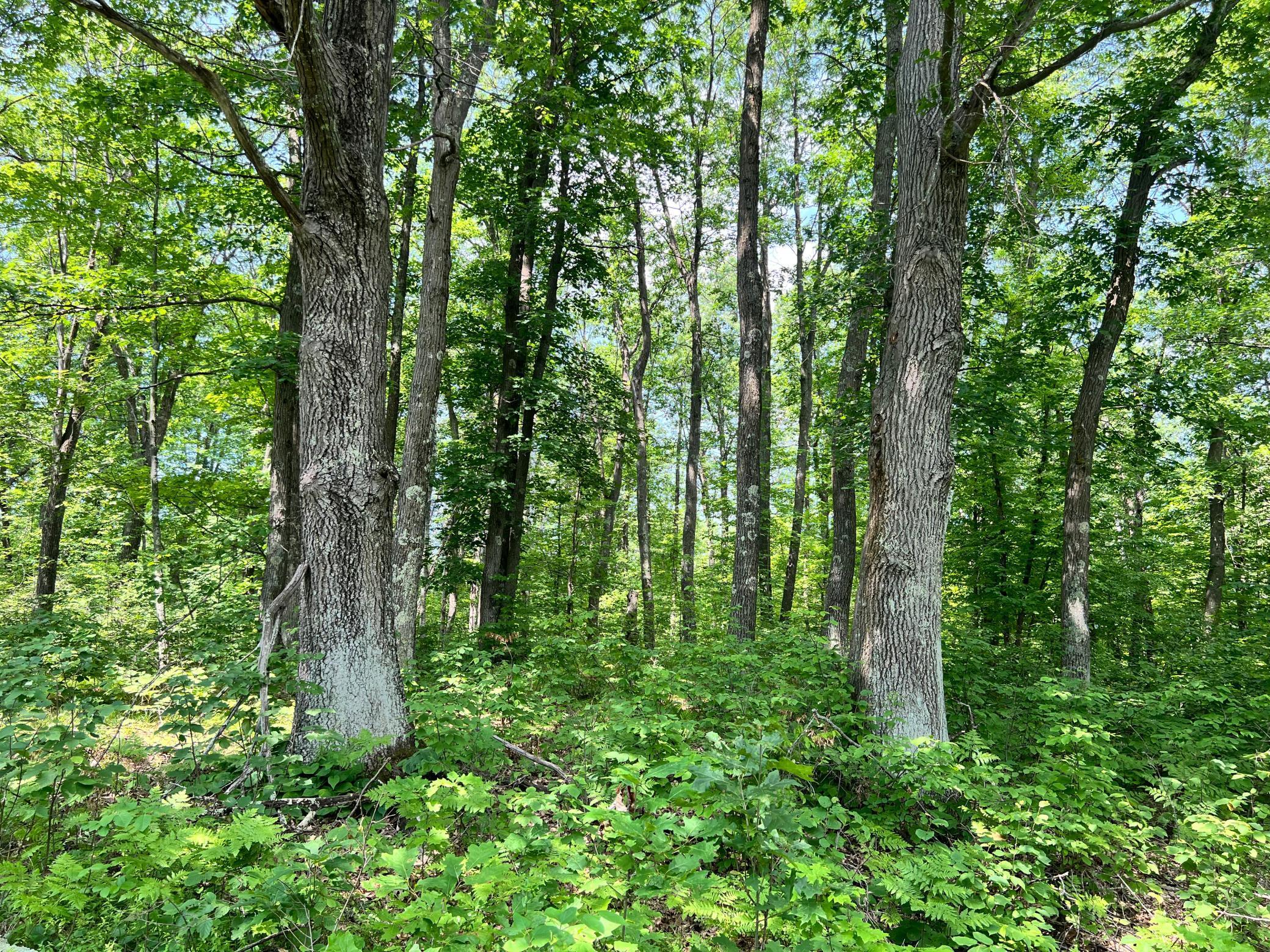 74302 Knotty Pine Road, Bruno, Minnesota image 38