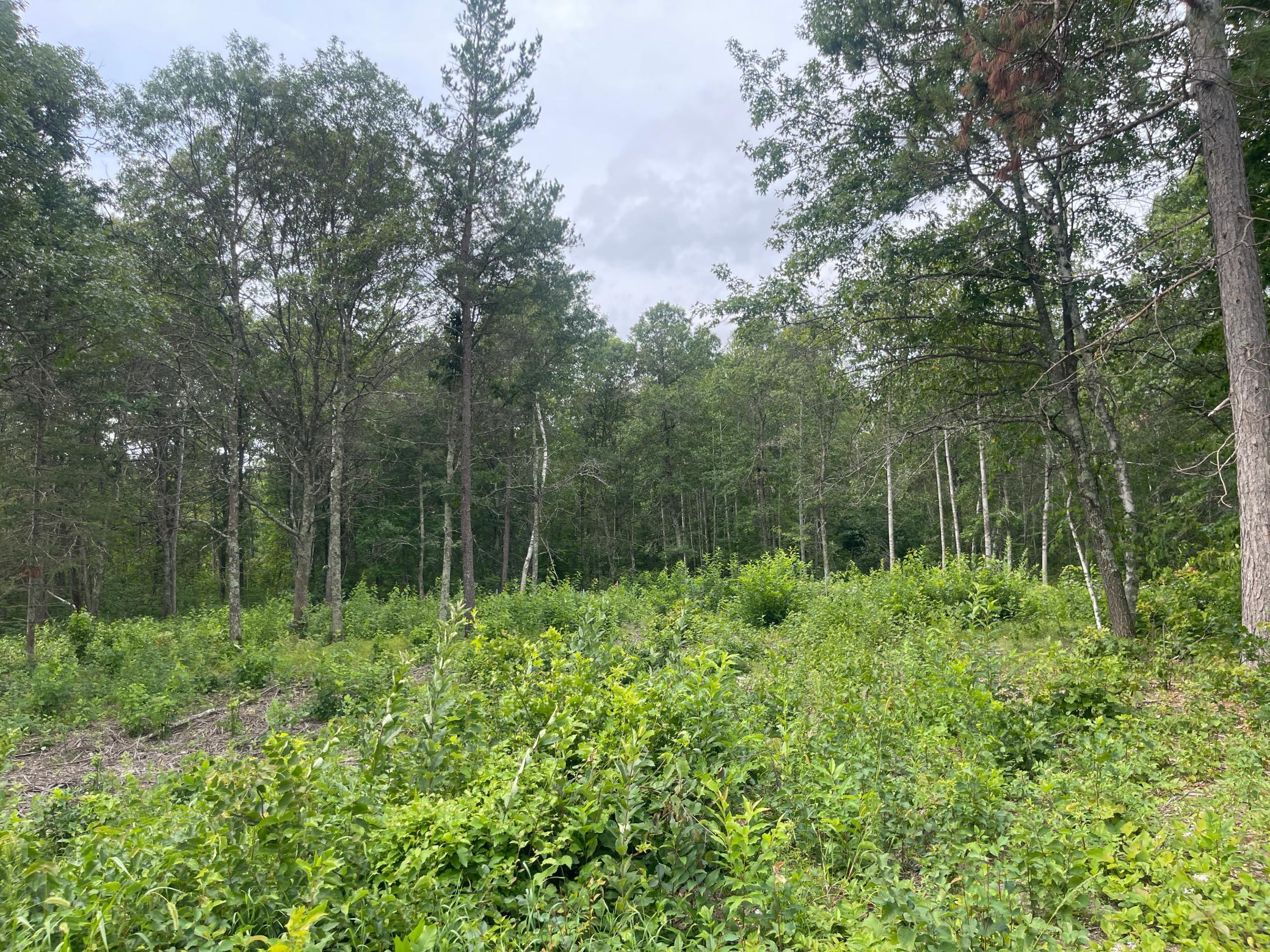 Lot 2 Patriot Ave, Pequot Lakes, Minnesota image 9