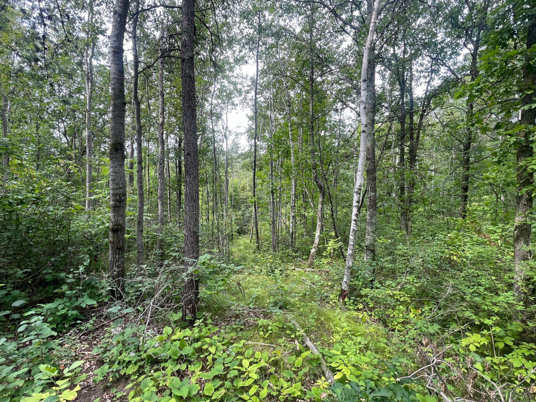 Lot 2 Patriot Ave, Pequot Lakes, Minnesota image 4