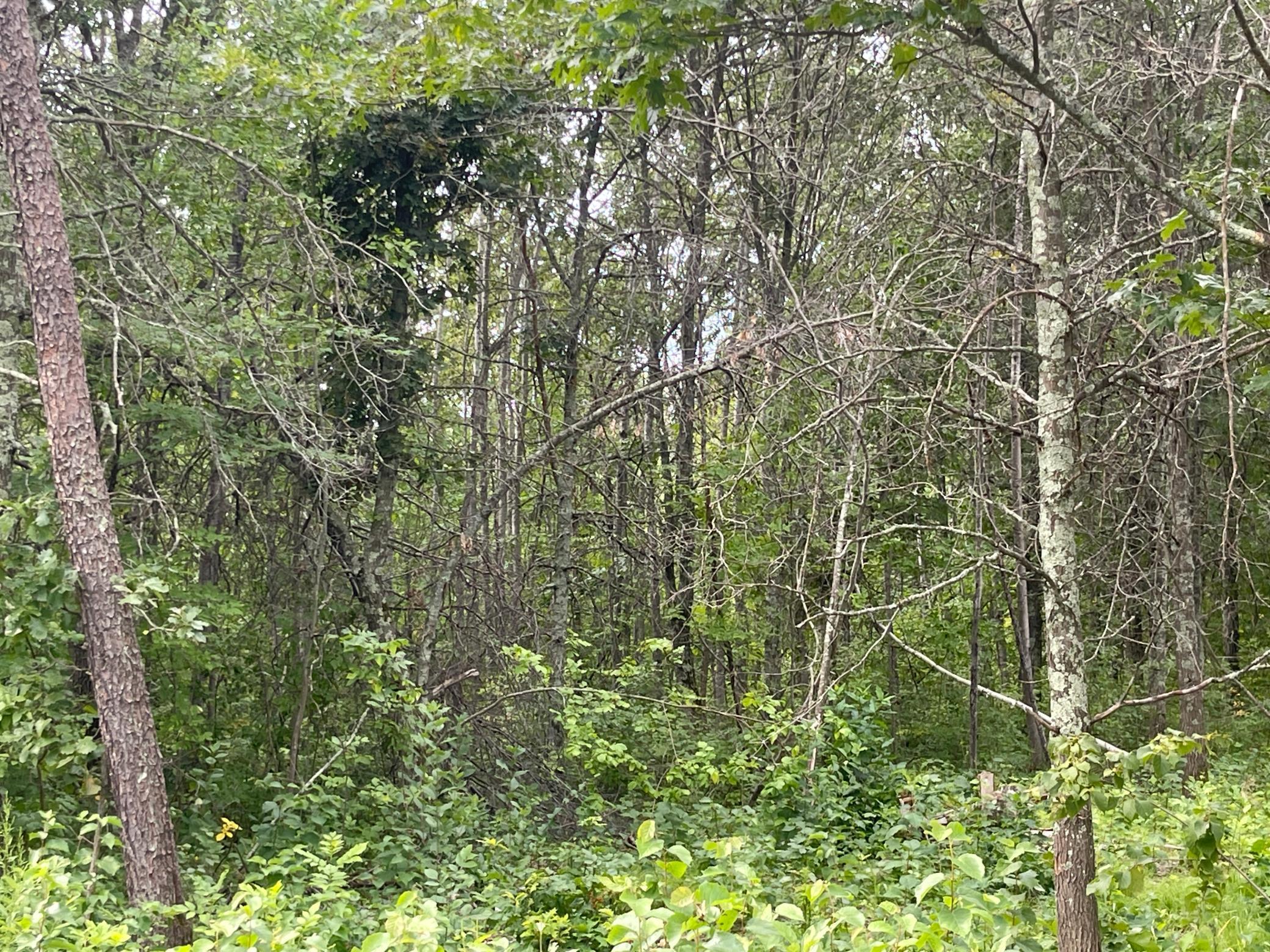 Lot 2 Patriot Ave, Pequot Lakes, Minnesota image 10