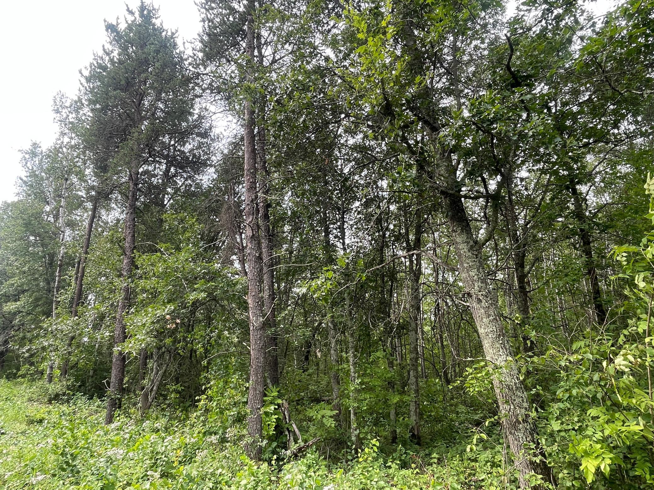 Lot 2 Patriot Ave, Pequot Lakes, Minnesota image 6