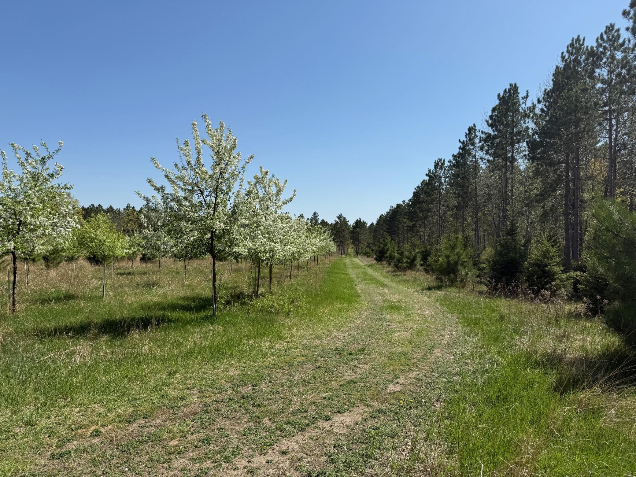 11.5 Acre Lot Nagel Road, Pequot Lakes, Minnesota image 2