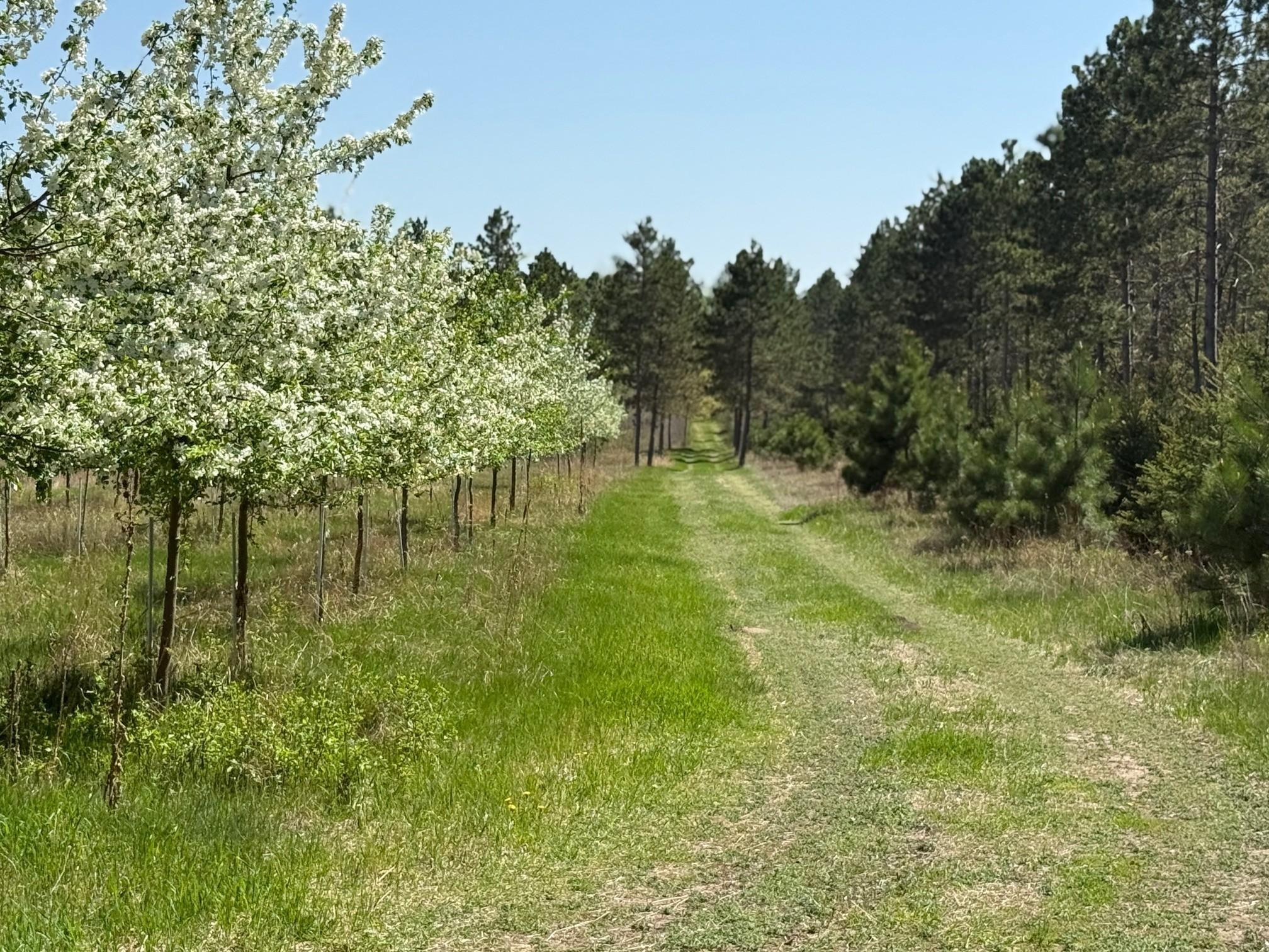 11.5 Acre Lot Nagel Road, Pequot Lakes, Minnesota image 3