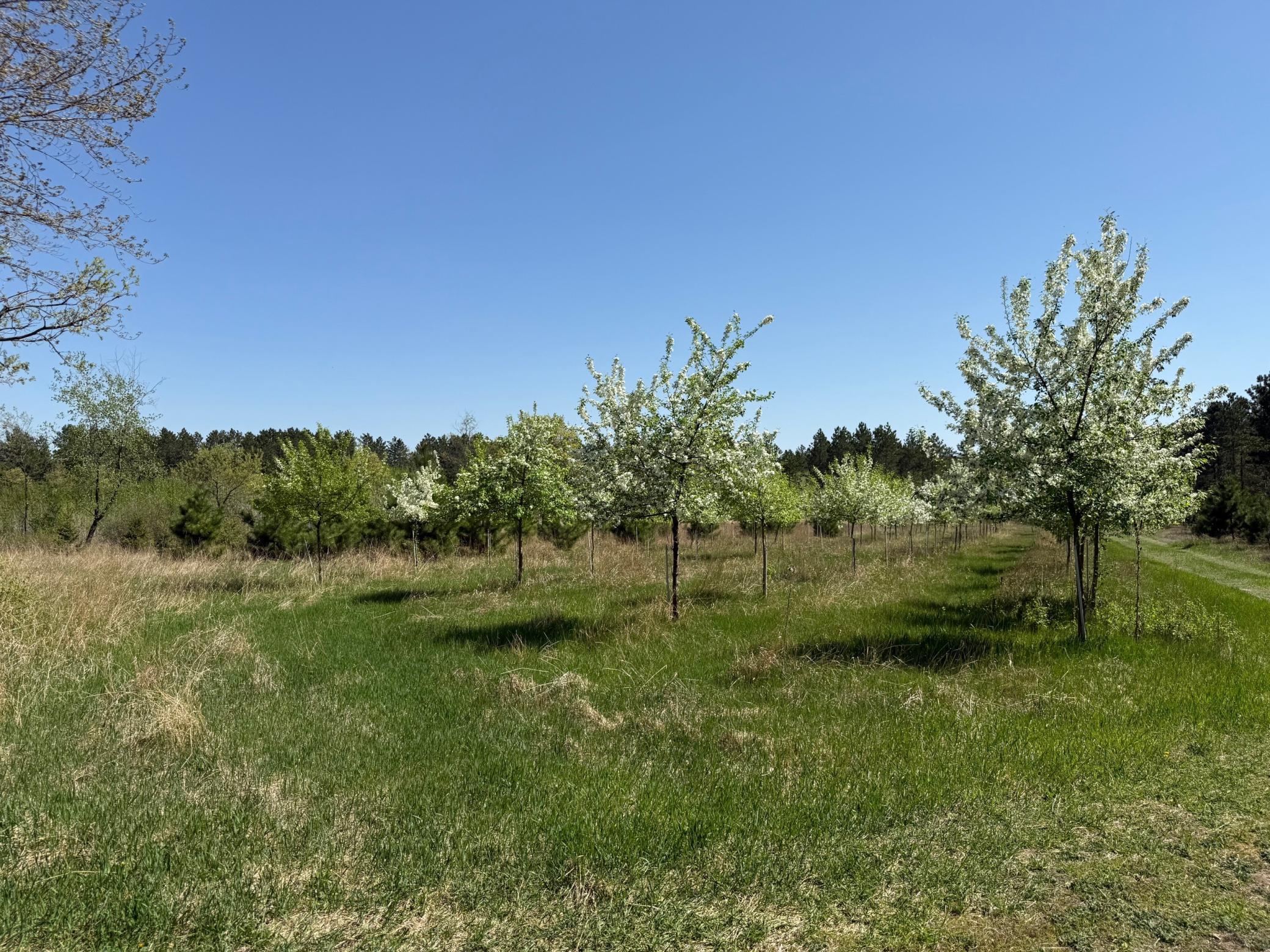 11.5 Acre Lot Nagel Road, Pequot Lakes, Minnesota image 5