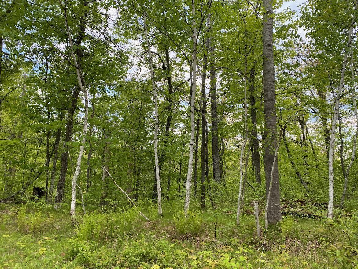 Hustvet Dr, Trego, Wisconsin image 5
