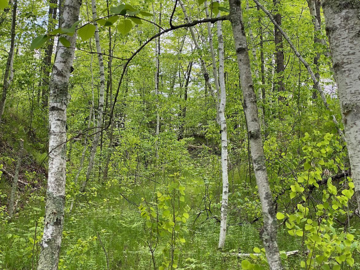 Hustvet Dr, Trego, Wisconsin image 9