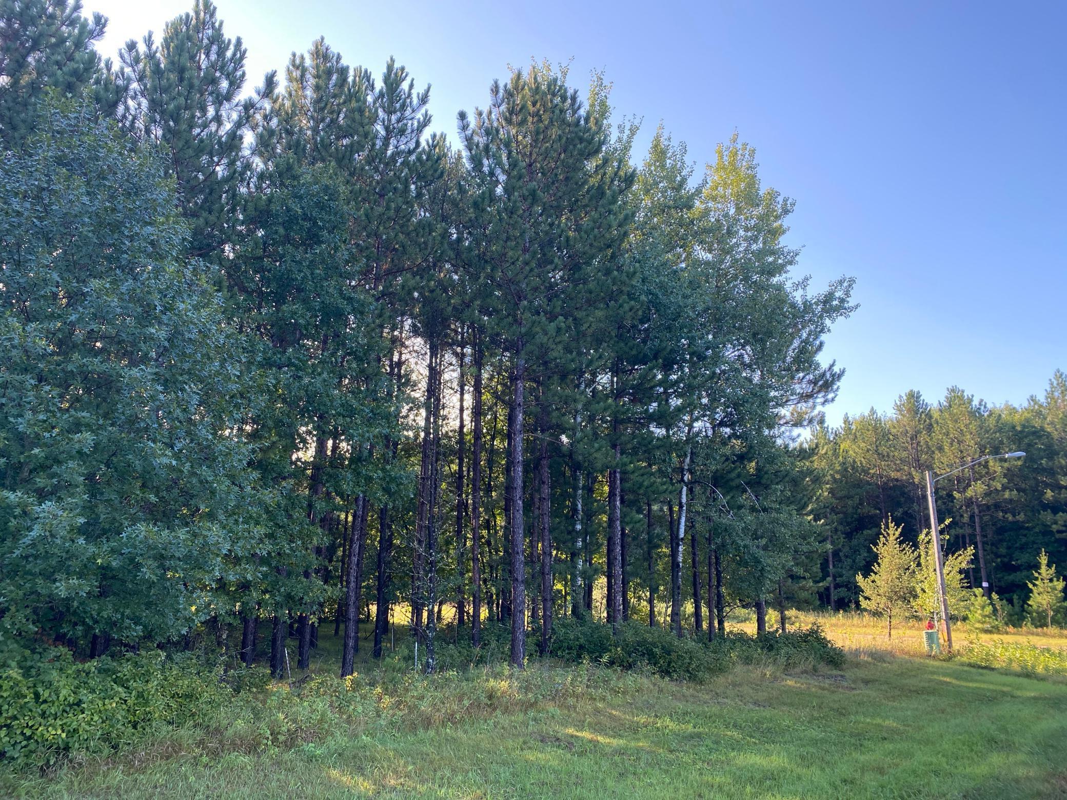 TBD Norway Spruce Drive, Baxter, Minnesota image 7
