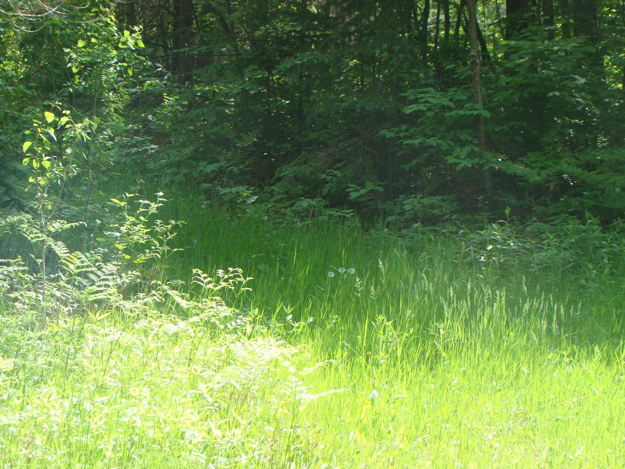 TBD Dam Road, Emily, Minnesota image 4