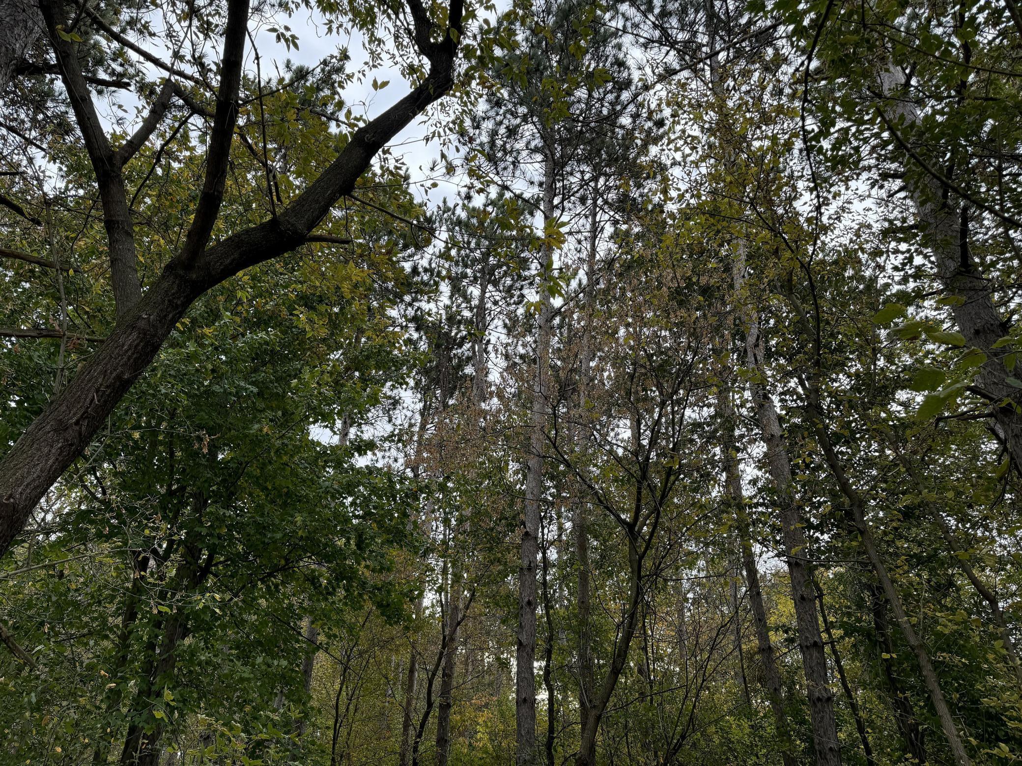 Lot 4 - XXXX 195th Avenue, New Richmond, Wisconsin image 3