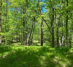 Lot 2 Butternut Court, Hackensack, Minnesota image 5