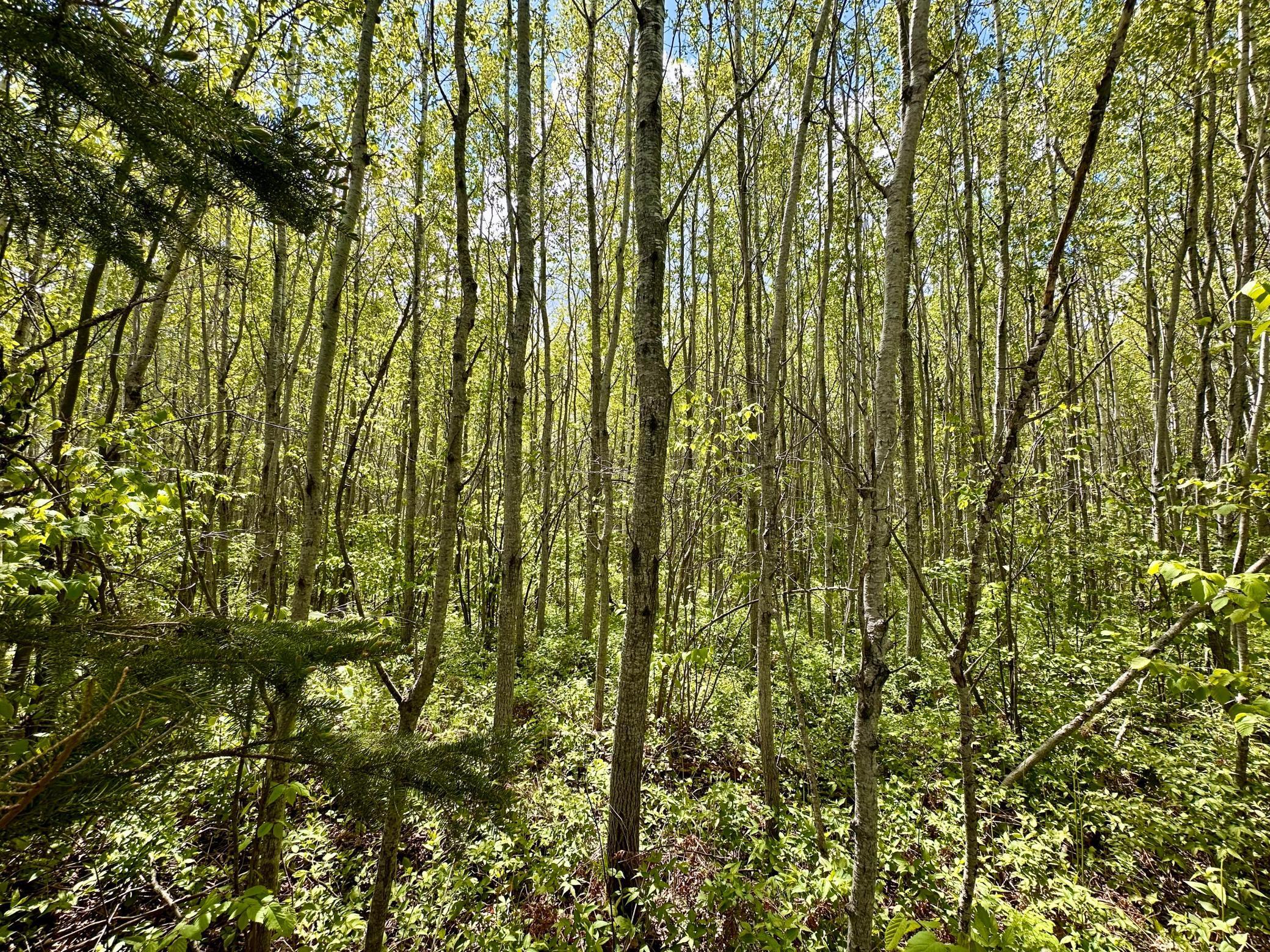 TBD County Rd. 12, Moose Lake, Minnesota image 23