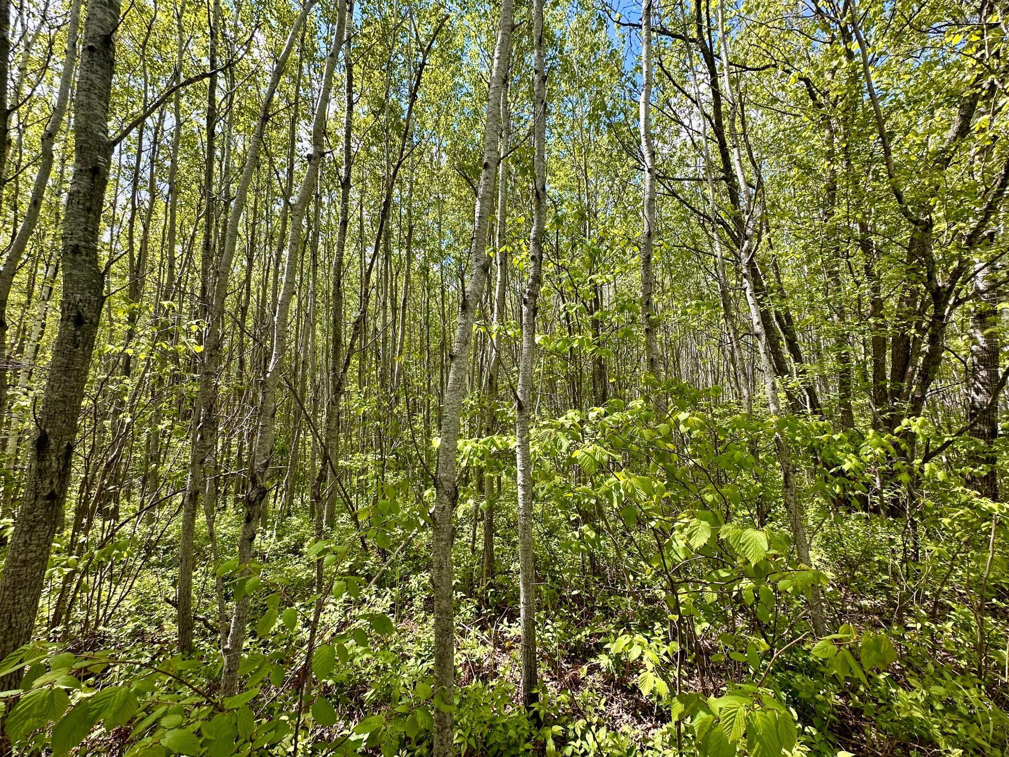 TBD County Rd. 12, Moose Lake, Minnesota image 24