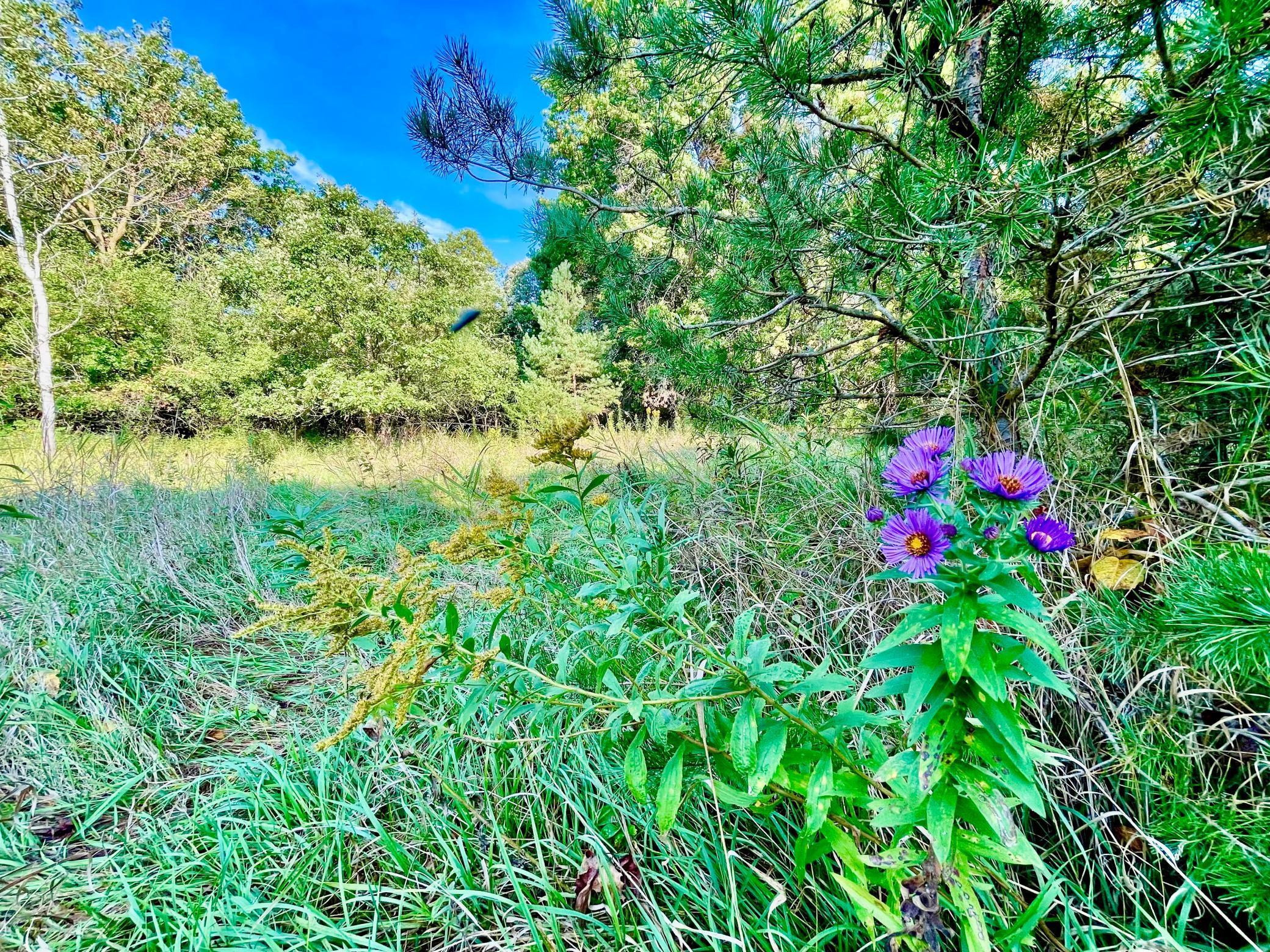 XXX Plainview Drive, River Falls, Wisconsin image 13