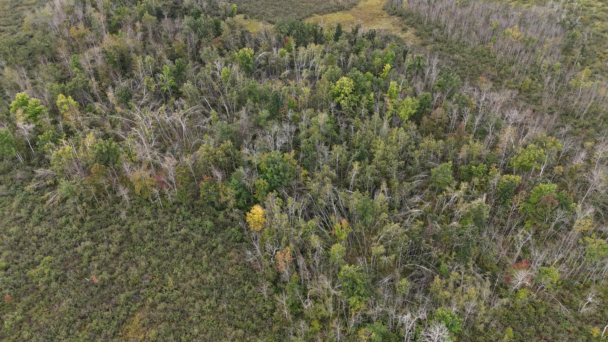 TBD Rainbow Trout Trail, Sandstone, Minnesota image 21