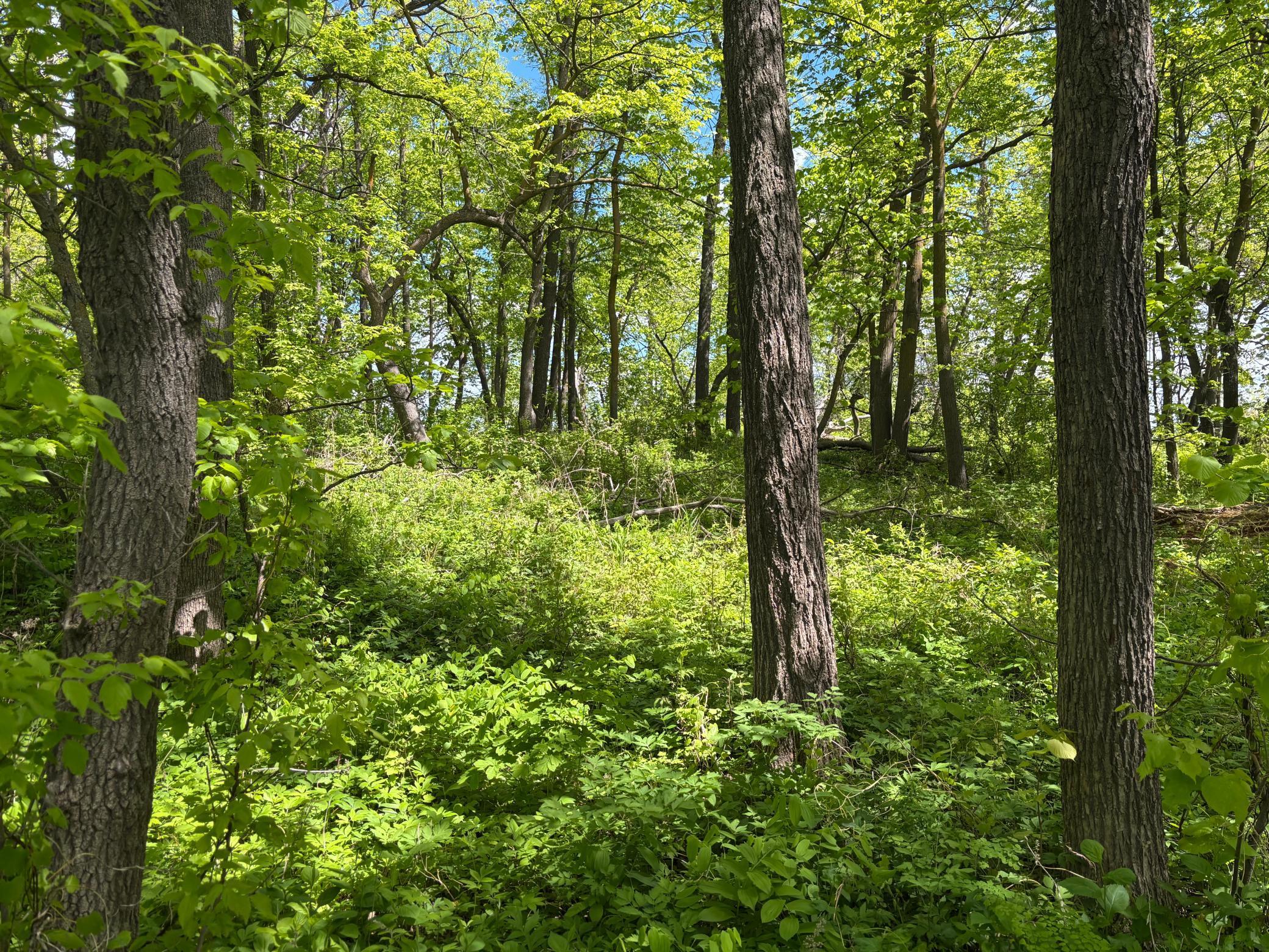 TBD Tbd, Walker, Minnesota image 18