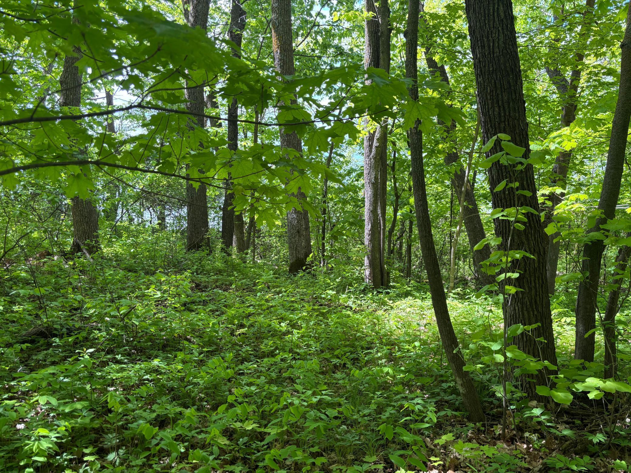 TBD Tbd, Walker, Minnesota image 21