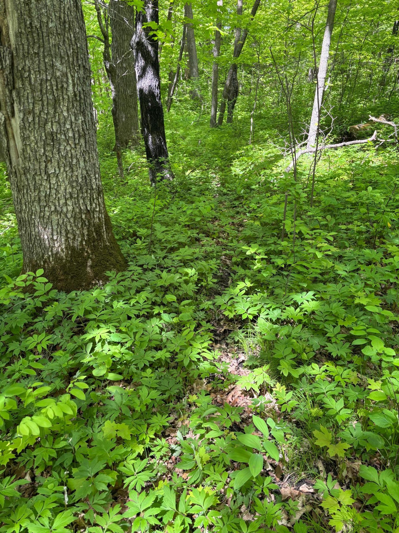 TBD Tbd, Walker, Minnesota image 22
