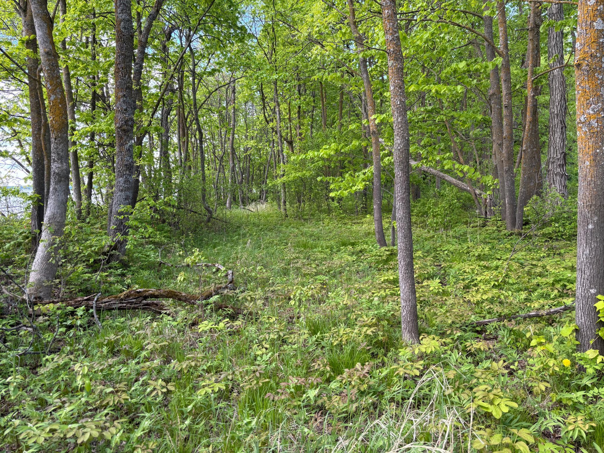 TBD Tbd, Walker, Minnesota image 7