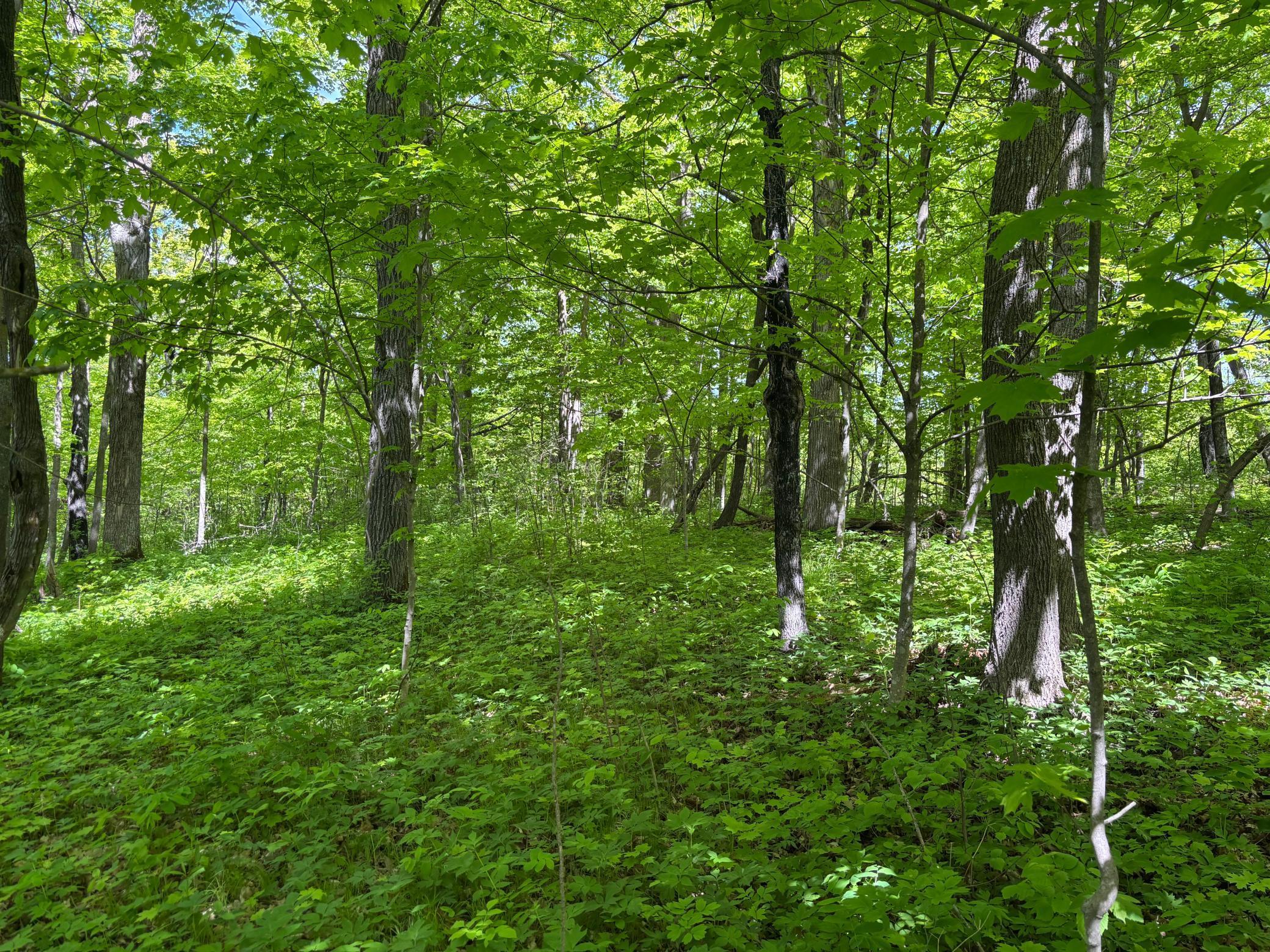 TBD Tbd, Walker, Minnesota image 20